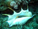 coquille sept doigts